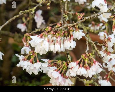 I fiori bianchi di Prunus Kojo-no-mai all'inizio della primavera Foto Stock