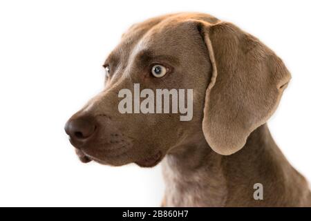 Ritratto del cane da caccia di razza Weimaraner isolato ыыon su sfondo bianco. Chiudi. Foto Stock