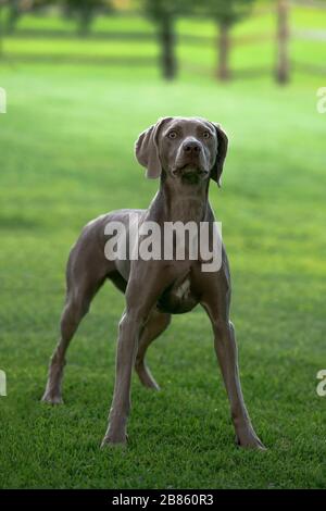 Weimaraner cane razza in piedi in un parco verde in un'estate. Foto Stock