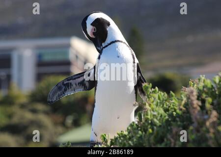 African Black Footed Penguin endemic alla costa sudafricana Foto Stock