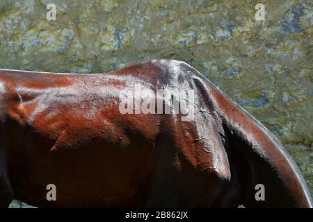 Bay Akhal Teke dorso e collo contro parete testurizzata gialla. Primo piano della parte del corpo animale. Foto Stock