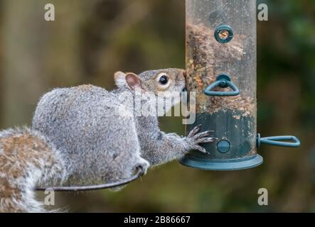 Scoiattolo grigio orientale (Sciurus Carolinensis, scoiattolo grigio) rubare e mangiare cibo da un alimentatore di uccelli in primavera, nel Regno Unito. Foto Stock