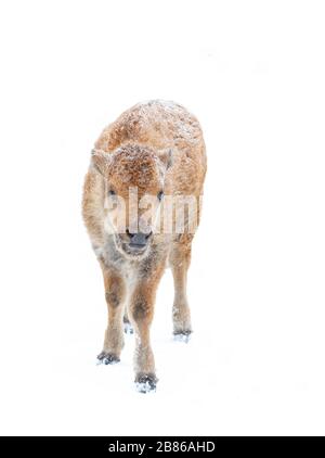 Bisonte americano, vitello di bufalo isolato su uno sfondo bianco che cammina in un campo coperto di neve in Canada Foto Stock