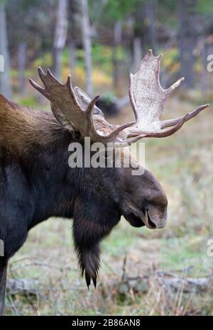 Bull Moose con formiche enormi Alces che si stacca la sua lingua in Quebec, Canada Foto Stock