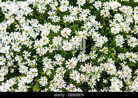 Fiori bianchi di Candytuft Iberis sempervirens contro le loro foglie verdi Foto Stock