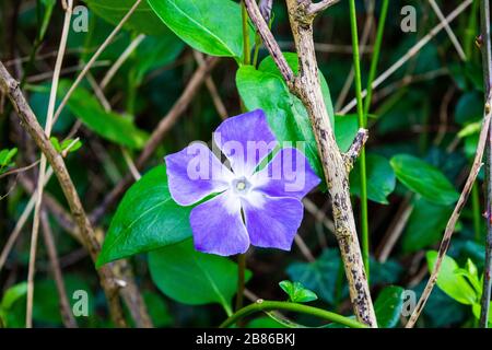 Un fiore blu brillante Periwinkle, Vinca Major, con le sue foglie verdi dietro tra i gambi twiggy di altre piante Foto Stock