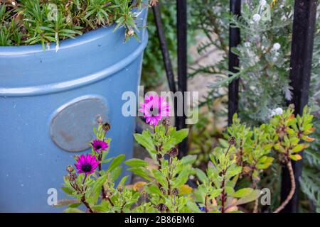 Alcuni fiori di osteospermum rosa viola brillante che crescono di fronte ad un contenitore di porcelin blu Foto Stock