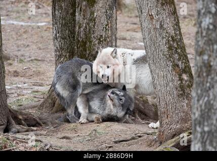 Due nero lupi giocando nella foresta in Canada Foto Stock