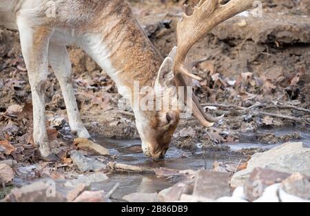 Daini stag (Dama Dama) con grandi corna di bere da una pozza d'acqua in Canada Foto Stock