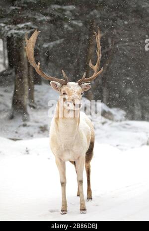 Daini stag (Dama Dama) con grandi corna pone in un campo invernale in Canada Foto Stock