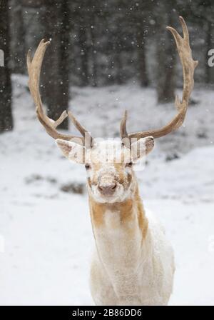 Daini stag (Dama Dama) con grandi corna pone in un campo invernale in Canada Foto Stock