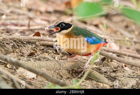 Pitta con alata blu, Pitta moluccensis, alimentazione per adulti sulla lumaca, a terra in lettiera in foglie, Singapore Foto Stock