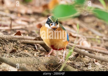 Pitta con alata blu, Pitta moluccensis, alimentazione per adulti sulla lumaca, a terra in lettiera in foglie, Singapore Foto Stock