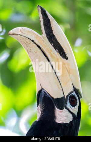 Oriental pied hornbill, Anthracoceros albirostris, primo piano del becco di un uccello adulto arroccato in un albero, Singapore Foto Stock