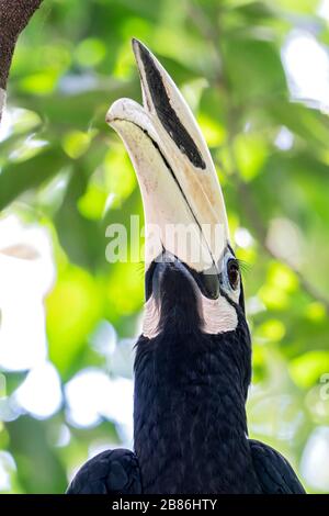 Oriental pied hornbill, Anthracoceros albirostris, primo piano del becco di un uccello adulto arroccato in un albero, Singapore Foto Stock