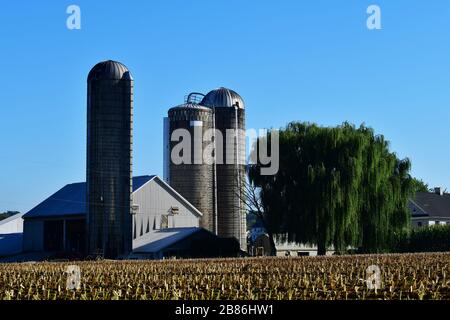 Panoramica dei campi di mais appena raccolti con ceppi che si stagliano fuori e la fattoria con silos sullo sfondo Lancaster County Pennsylvania Foto Stock