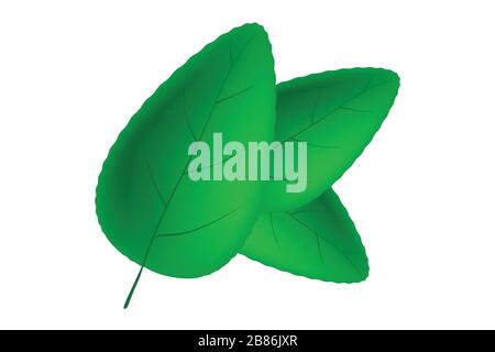 Foglia di tè verde isolata su bianco. Logo di verde foglia ecologia elemento natura icona vettore Illustrazione Vettoriale