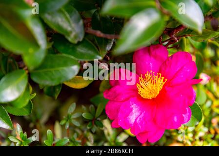 Camellia rossa (Camellia Japonica) fiore in giardino Foto Stock