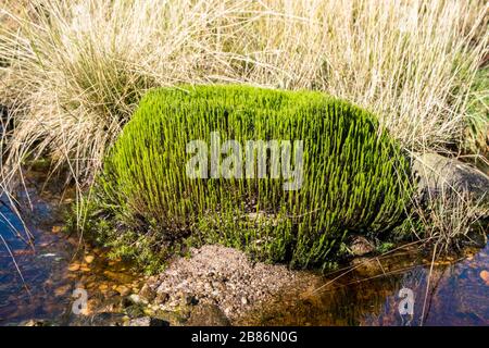Common Haircap (Polytrichum Commune) conosciuto anche come Common Hair Moss sulla brughiera a Kinder Scout, Derbyshire, Peak District, Inghilterra, Regno Unito Foto Stock