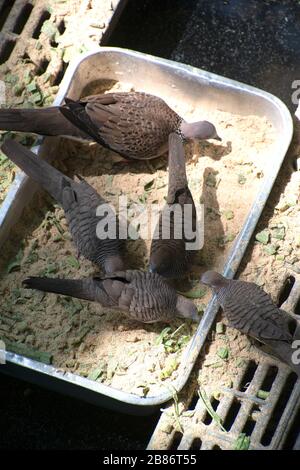 Spotted coled dove and Zebra cold feeding on a tray Foto Stock