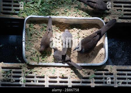 Spotted coled dove and Zebra cold feeding on a tray Foto Stock
