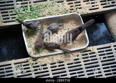 Spotted coled dove and Zebra cold feeding on a tray Foto Stock