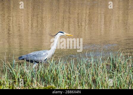 Un airone grigio Ardea cinerea in attesa di vedere un pesce in uno stagno di canna nel Galles del Sud Foto Stock