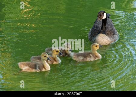 De, Dortmund: Giugno 2018: 4 anatroccoli e loro madre, nuotare nel fossato della Haus Dellwig, Moated Castle a Westfalia Foto Stock