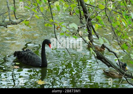 cigno nero galleggiante nello stagno di un giorno d'autunno Foto Stock