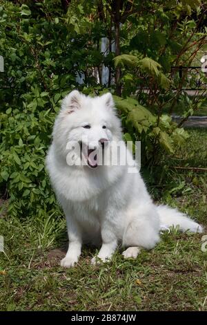 Samoyed è seduto e urlante su un prato primaverile. Bjelkier o samoiedskaya sobaka. Animali domestici. Foto Stock