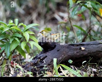 Un leiothrix rosso-fatturato, Leiothrix lutea, appollaiano su un ceppo caduto in una foresta vicino Yokohama, Giappone. Foto Stock