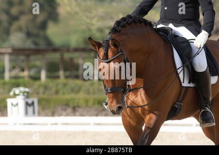 Ritratto di faccia di un cavallo spagnolo baia lucido in una gara di dressage Foto Stock