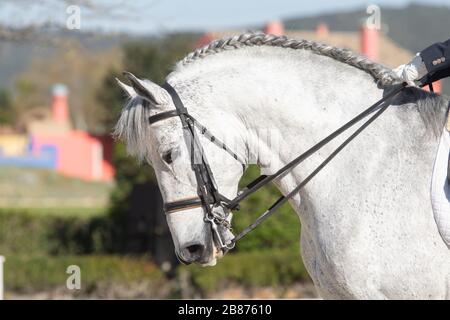 Ritratto di faccia di un cavallo grigio spagnolo intrecciato in una gara di dressage Foto Stock