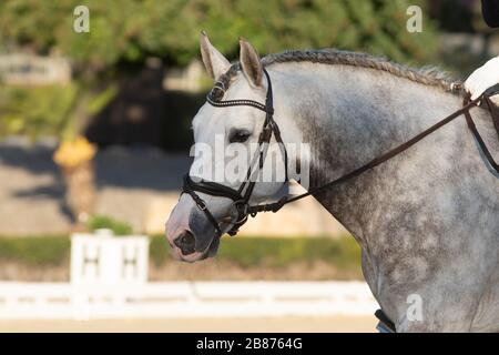 Ritratto del volto di un giovane cavallo grigio spagnolo in un concorso di dressage Foto Stock