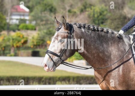 Ritratto facciale di un giovane cavallo grigio lusitano in una gara di dressage Foto Stock