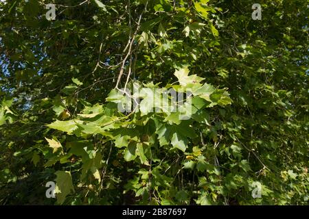Fogliame un albero del piano di Londra (Planatus x acerifolia o Platanus x hispanica) con un cielo blu luminoso sfondo in un giardino nel Sussex occidentale, Inghilterra, Regno Unito Foto Stock