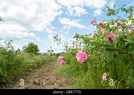 Fioritura Damask rosa nel campo Foto Stock