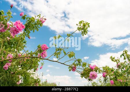 Fioritura Damask rosa nel campo Foto Stock