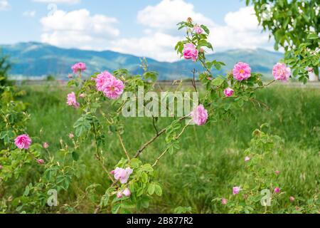 La damaschi è cresciuta sul campo Foto Stock