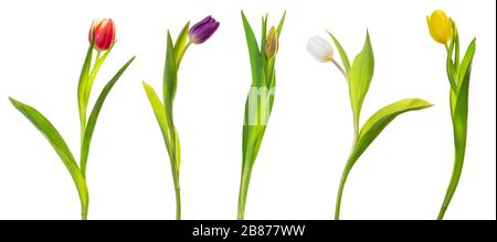 Tulipani colorati (famiglia Lily, Liliaceae) isolati su sfondo bianco, compreso il sentiero di ritaglio. Germania Foto Stock