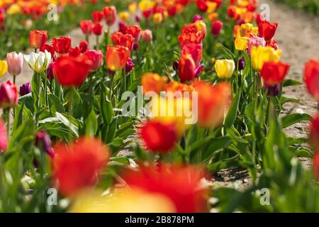 Colorato campo di tulipano al sole. Tulipani gialli, rossi, rosa e bianchi al retroilluminazione, Germania. Fotografia retroilluminata Foto Stock
