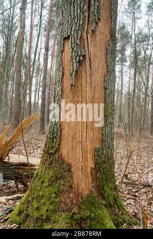 Tronco di quercia vecchio rotto nella foresta Foto Stock