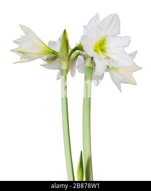 Meraviglioso bouquet di Amaryllis bianco (Amaryllidaceae, Hippeastrum) con germoglio isolato su sfondo bianco, compreso il sentiero di ritaglio. Germania Foto Stock