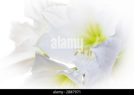 Mazzo di fiori bianchi da sogno Amaryllis (Amaryllidaceae, Hippeastrum). Germania Fotografia retroilluminata Foto Stock