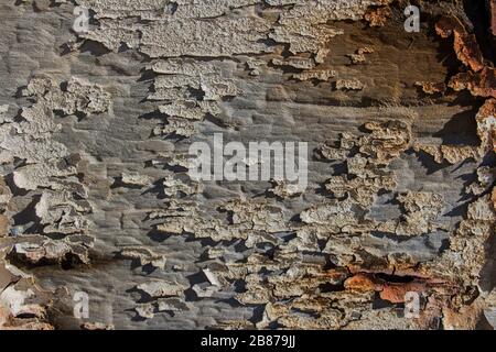 vernice sbucciata su assi di legno da uno scafo di barca, vecchio legno texture sfondo, texture legno sfondo di legno dipinto texture superficie con peeling Foto Stock