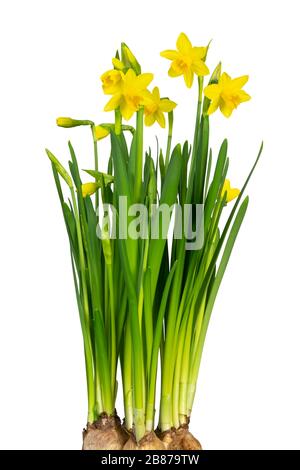 Bella Daffodil (Narcissus, Daffodil, Amaryllidaceae) isolato su sfondo bianco, compreso il sentiero di ritaglio. Germania Foto Stock