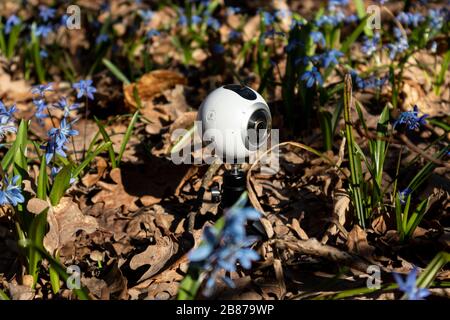 360 fotocamera girare a portata di mano in blu scilla wild snowdrops fiorire soleggiato primavera tempo fiori natura macro nella foresta. Bella tecnica primo piano su natura selvaggia Foto Stock