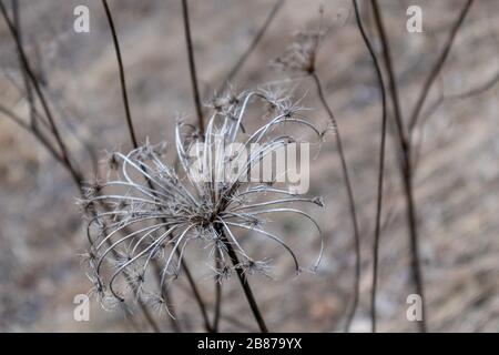 Erbacce secche freddo autunno grigio marrone natura primo piano. Semi ombrello di erba selvatica Foto Stock