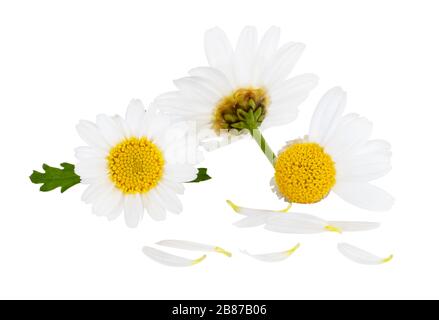 Deliziose Disies (Marguerite) con petali singoli in primo piano. Isolato su sfondo bianco con tracciato di ritaglio e senza ombra. Germania Foto Stock