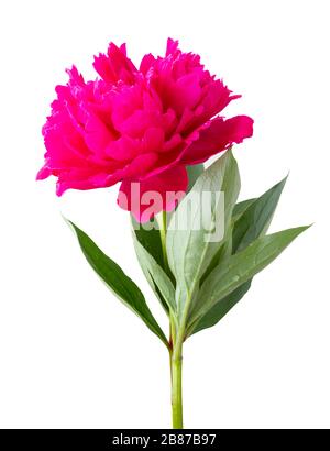 Rose meravigliose (Peony, Paeonia) isolate su sfondo bianco, compreso il sentiero di ritaglio. Germania Foto Stock